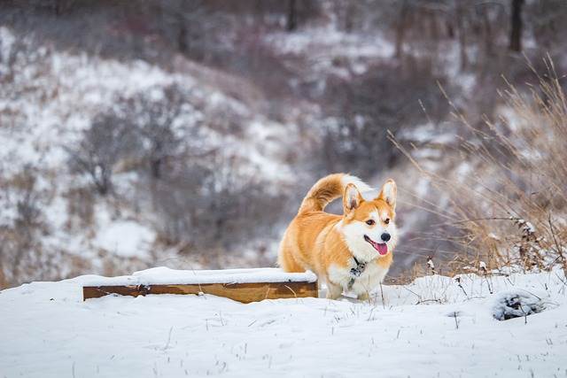 Cold Weather is Ideal for Corgis