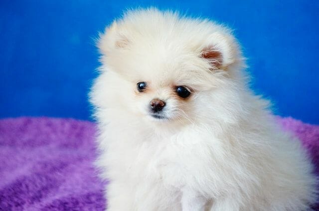 What Environment is Ideal for the White Pomeranian