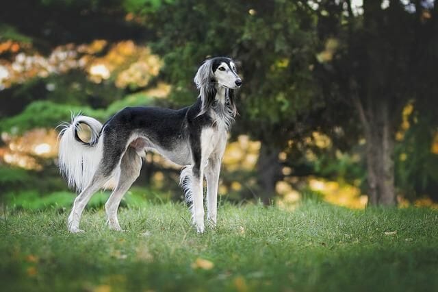 A Greyhound or a Sight Hound