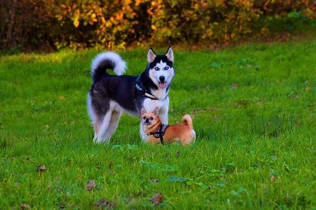 Husky With Other Small Animals