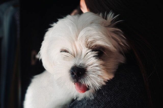 Affectionate and Friendly Teacup Shih Tzu