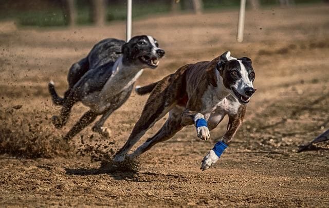 Greyhounds Were Bred for Racing and Chasing