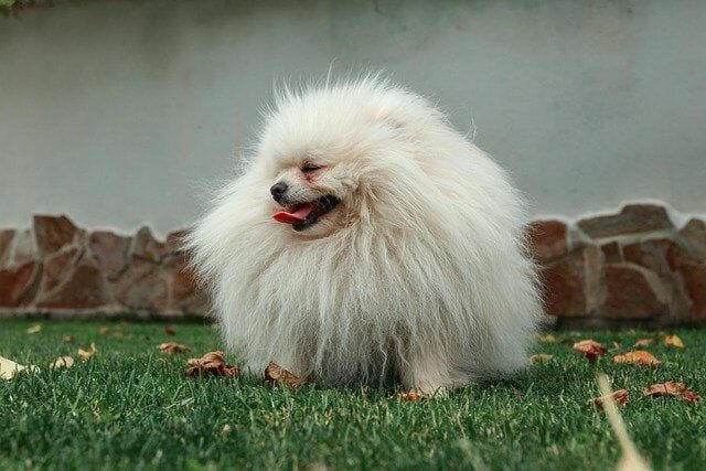 What Was the White Pomeranian Bred for