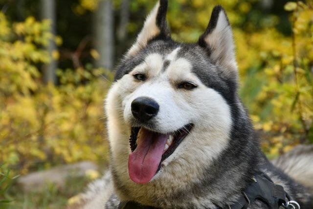 First Husky Dogs Are Believed To Have Been Bred In Northeastern Part Of Asia