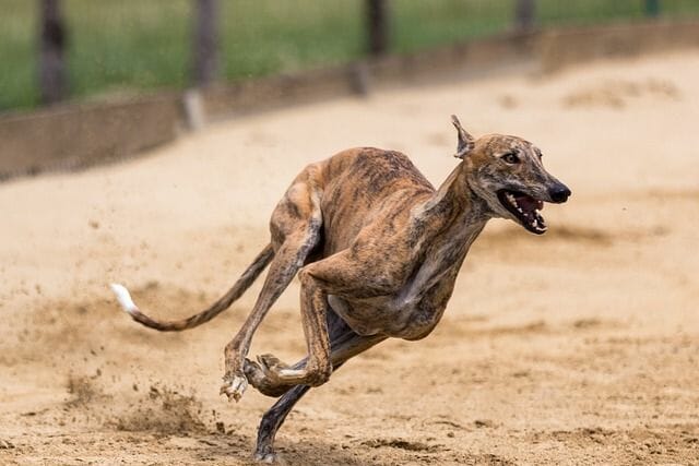 Greyhound That Have Originated in Ancient Egypt