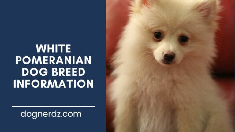 White Pomeranians: Adorable White Balls of Love and Fluff