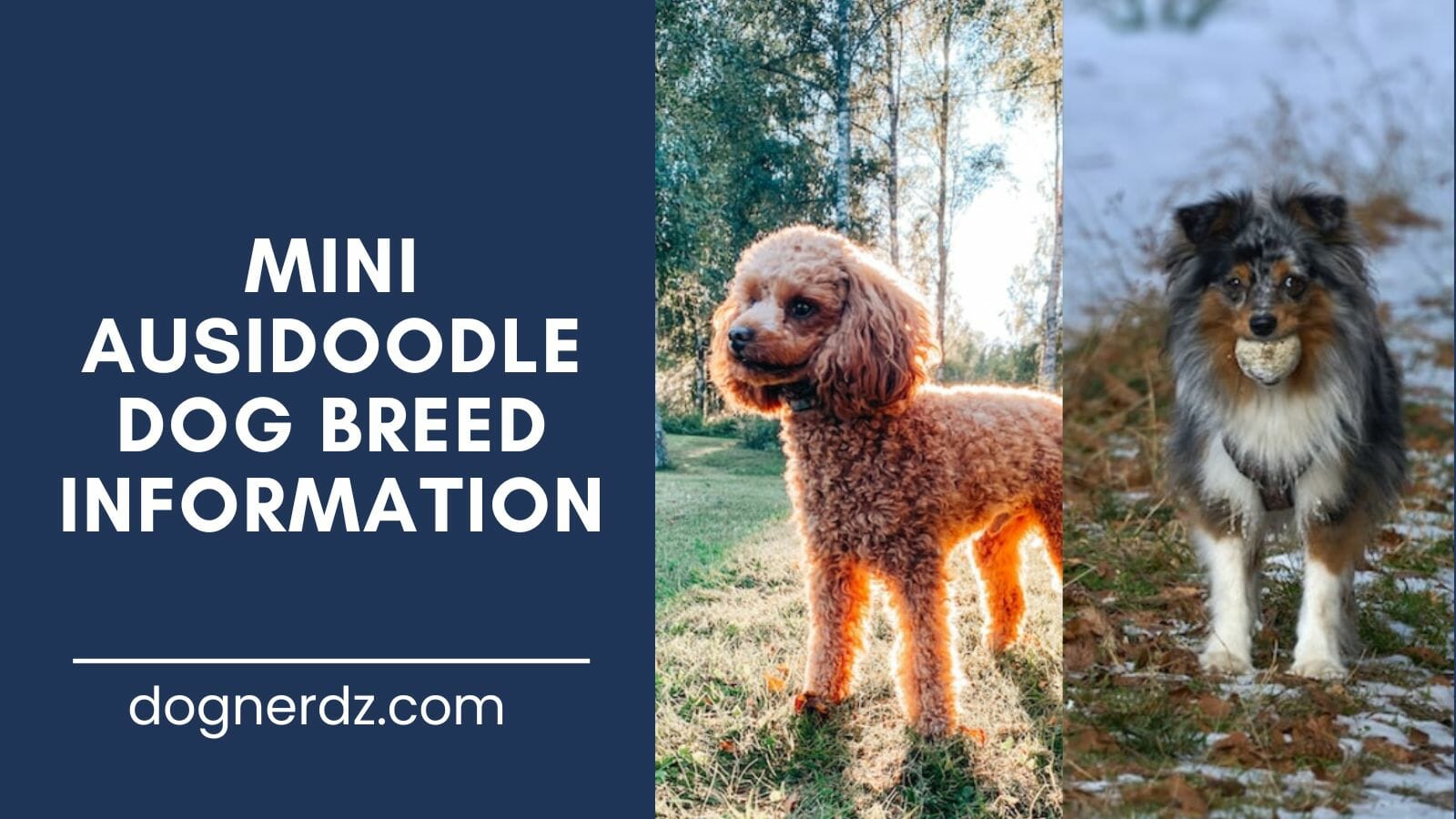 mini ausidoodle dog breed information