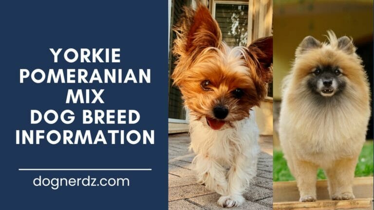 yorkie pomeranian mix breed information