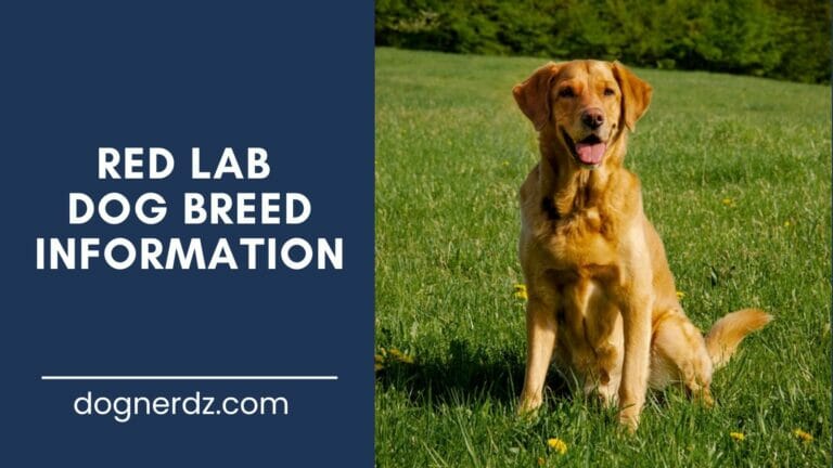 Everything You Need to Know Before Buying a Red Lab
