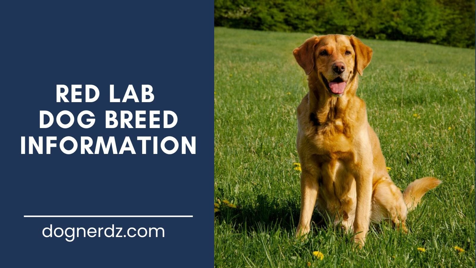 buying a red lab