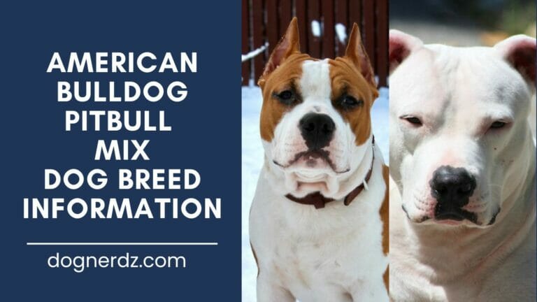 Know Your Facts: The American Bulldog Pitbull Mix