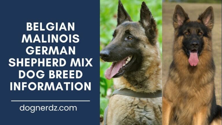 The Belgian Malinois and German Shepherd Mix: The Quirky and Energetic German Malinois