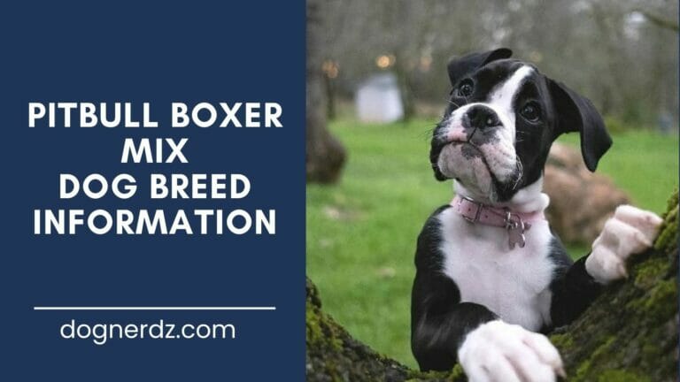 The Pitbull Boxer Mix: Is This the World’s Most Playful Dog? 