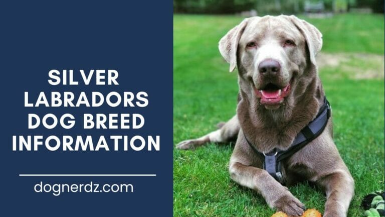 The Silver Lab: The Most Misconceived Type of Labrador Retriever 