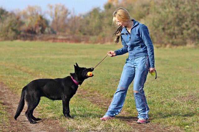 The Right German Shepherd Breeder Takes Care Of The Dog