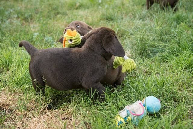 Baby Chocolate Labs playing in the grass with stuffed toys