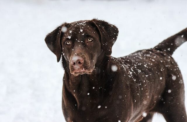Chocolate lab in a snow