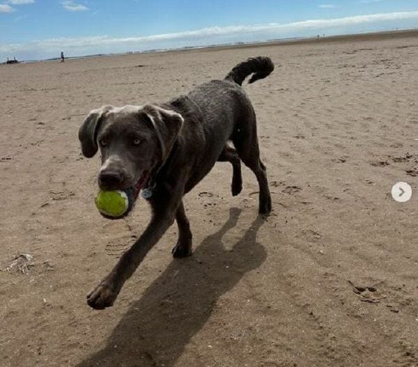 SILVER LAB AT THE BEACH