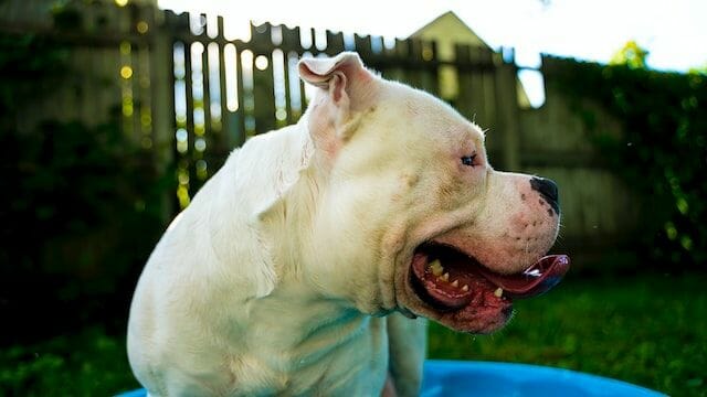 Ideal Environment For American Bully