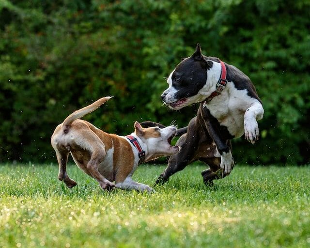 American Bully At Play With Another Dog