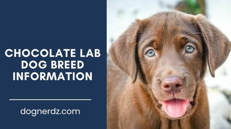 Chocolate Lab Dog Breed Information