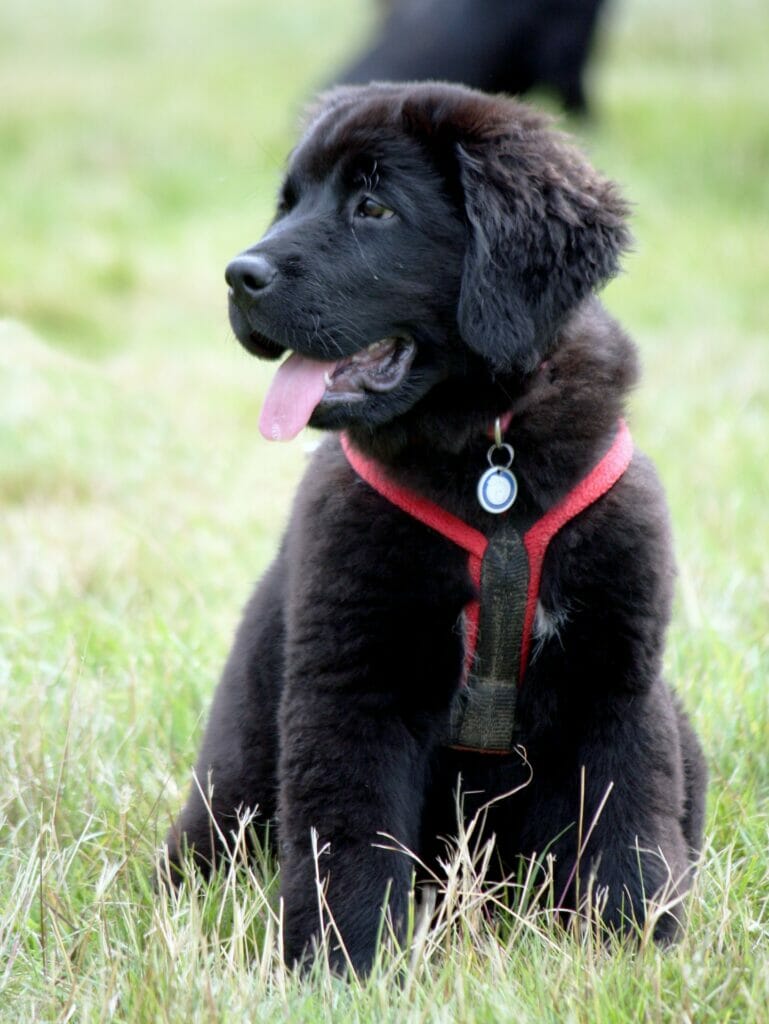 Cute Newfoundland Puppy in the grass