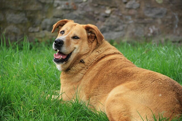 An overweight golden retriever smiling and sitting on a grass